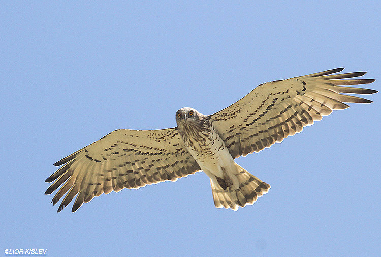    Short Toed Eagle  Circaetus gallicus ,Jordan river near Tuba ,Israel,April 2012 .Lior Kislev    